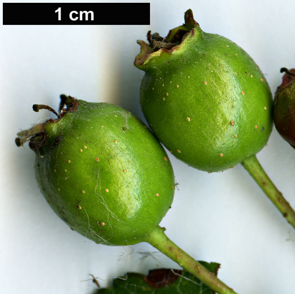 High resolution image: Family: Rosaceae - Genus: Crataegus - Taxon: laevigata - SpeciesSub: subsp. palmstruchii